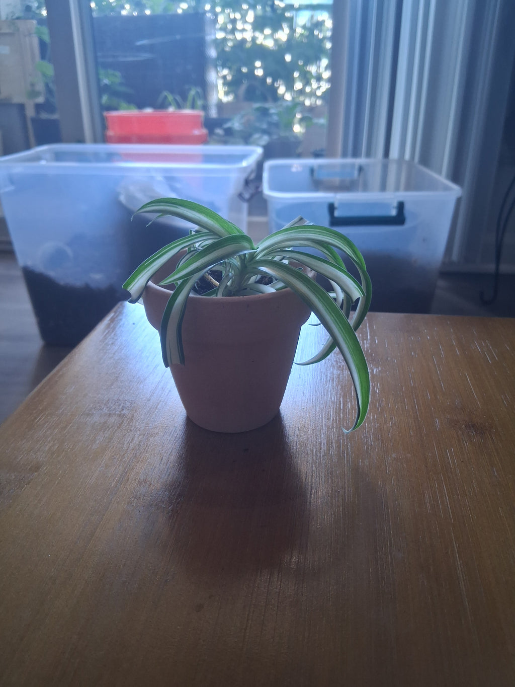 Live Spider Plant Home Decor