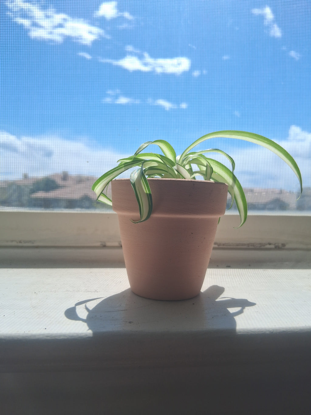 Live Spider Plant Home Decor