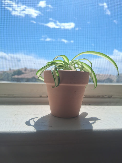 Live Spider Plant Home Decor