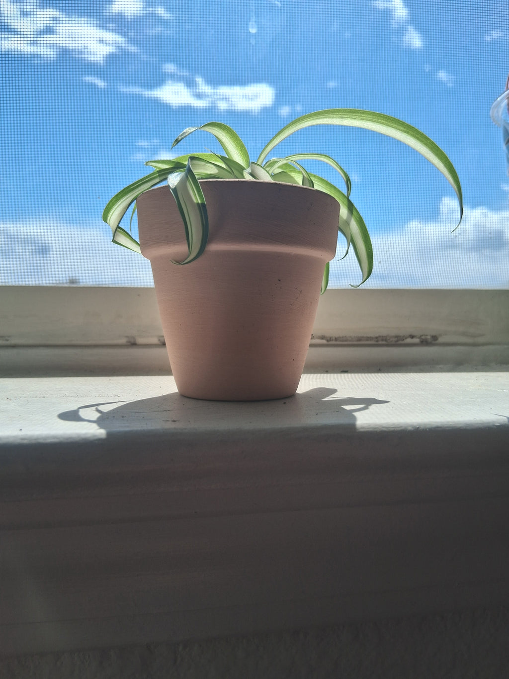 Live Spider Plant Home Decor