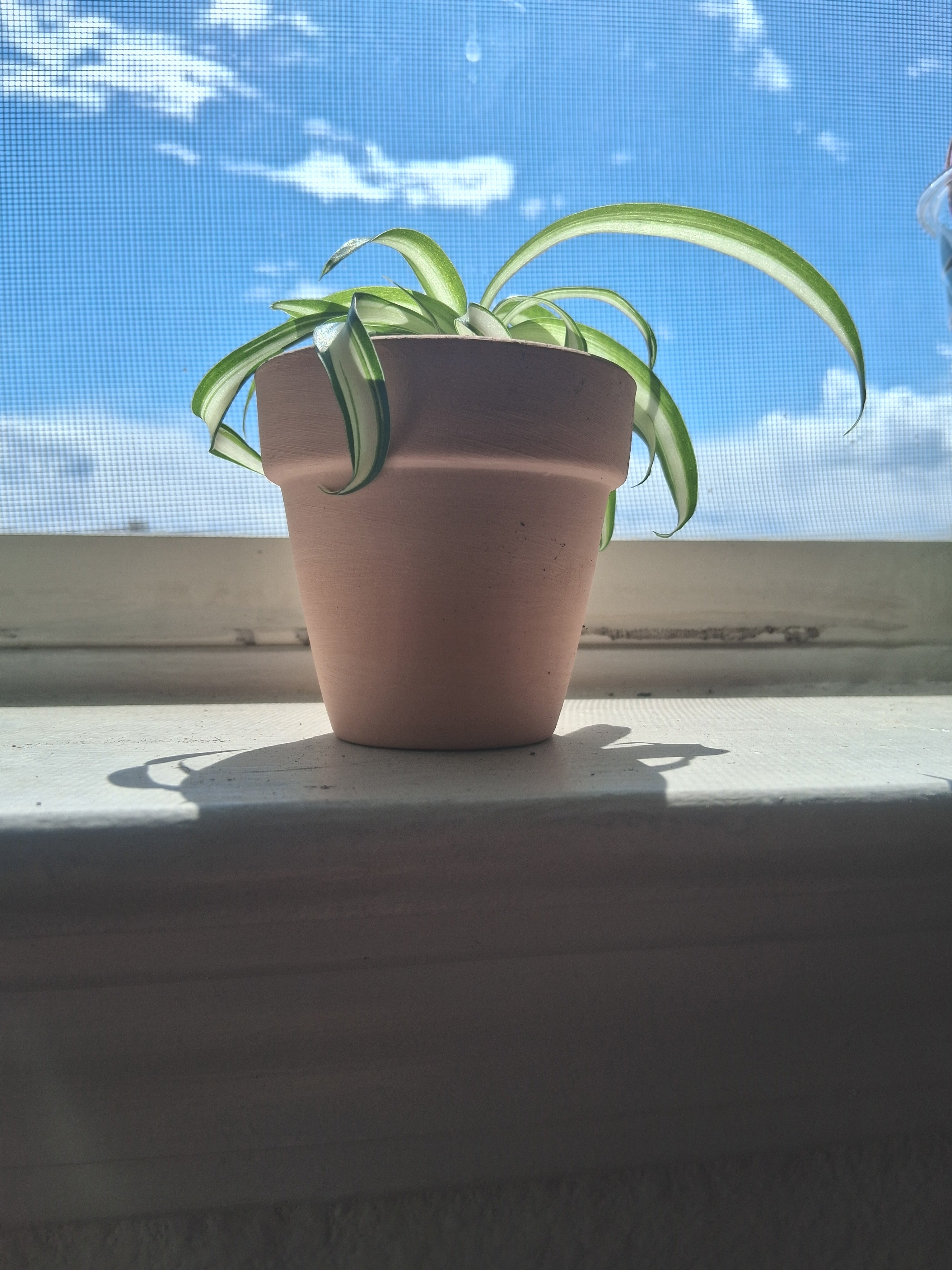 Live Spider Plant Home Decor