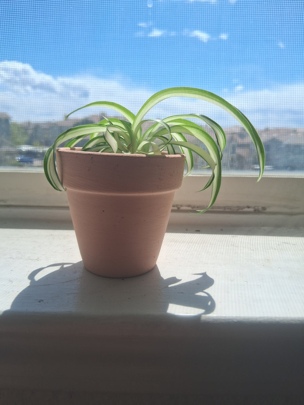 Live Spider Plant Home Decor